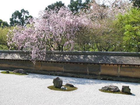 Cherry Blossom Tour in Japan for Spring 2019